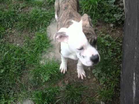 Jović ˛dičra- brez kontrole(original)