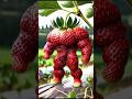 Chinese Fruit library Lichu amazing powerful body Enjoy Butiful Colourful China Fruits