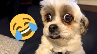 The Funniest Cute and Talking Animals | January 2024