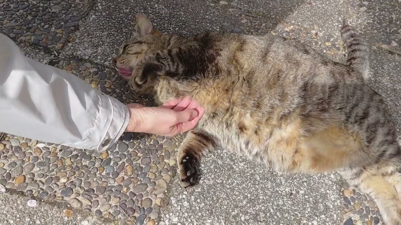 一周終え戻るとお見送りに出てきてくれたまん丸ちゃん❗コロンと転がるまん丸ちゃん❗猫好きなママさんからゴシゴシ⤴️良かったね⤴️帰りにキビナゴ🐟歯茎でパクパク⤴️鼻風船も可愛いんだニャー♥️