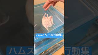 ハムスターのおもしろ名場面集　#ハムスター #おもしろ #珍行動