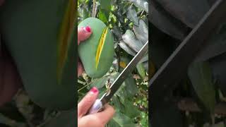 Download lagu Mangga gadung harum manis #mangga mp3 Download lagu Mangga gadung harum manis #mangga mp3