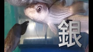 ボラ時々魚・・・。 Fish