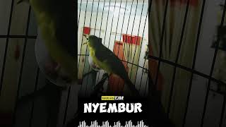 Download lagu Pleci Gacor Nembak Materi Kekinian #plecigacordor mp3