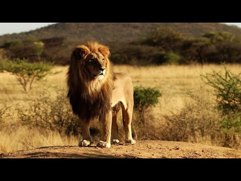 Vida Selvagem Na Àfrica EP4.(2022)