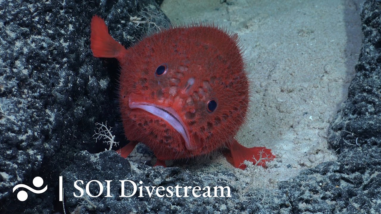 T08 | SOI Divestream 697