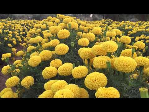 Yellow merigold farming Pramukh flower
