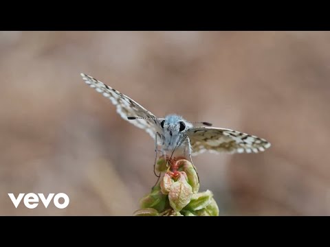 Sian Ella - Chasing Butterflies (Official Music Video)