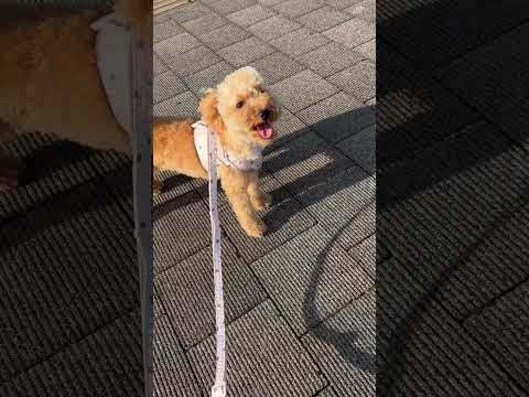 経営学科 西陽が強くても散歩したいトイプードル11ヶ月　 #toypoodle #poodle #トイプードル