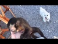 Baby Monkey Nala Tries To Get The Bubbles