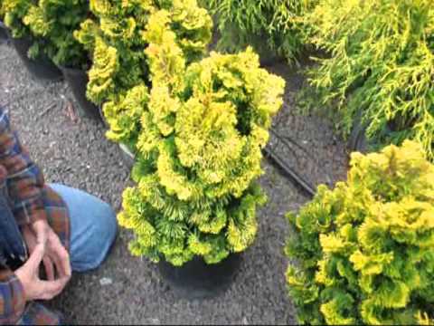 Dwarf Hinoki Cypresses