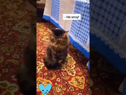 Возмущенный кот.