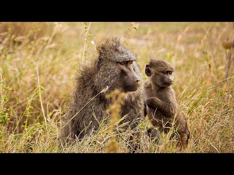 The Incredible Lives of East African Baboons | Our World