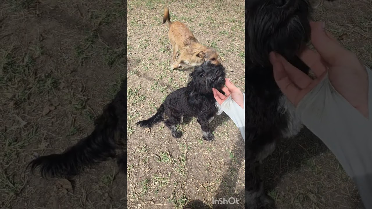 Enlarge Coal, a Adoptable mixed breed in Manvel, TX video 4/6