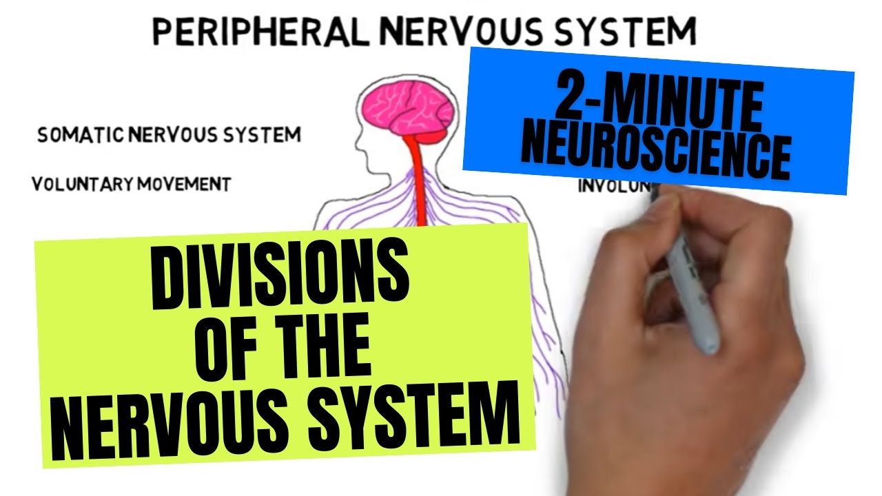 What are the two main division of nervous system?