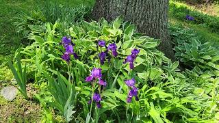 Yard Tour (5/5/26)