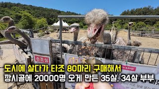 도시에 살다가 타조 80마리 구매해서 깡시골에 20000명 오게 만든 35살, 34살 부부.