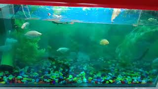 preview picture of video 'Fish aquarium Ganga bairaj kanpur'