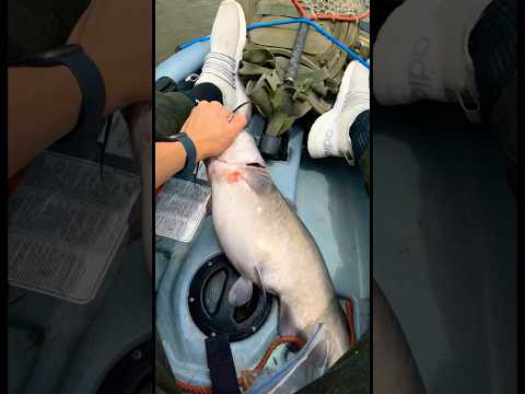 Lil channel cat from the kayak