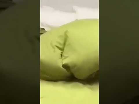 cute cat baby 🥰🐱funny cat baby laughing 🐱🤣 #catlover #shorts #short #cat #catvideos #catlover