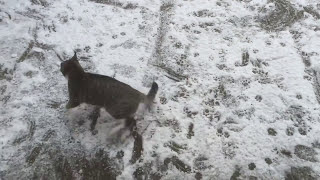 animales  gato cómico en la nieve