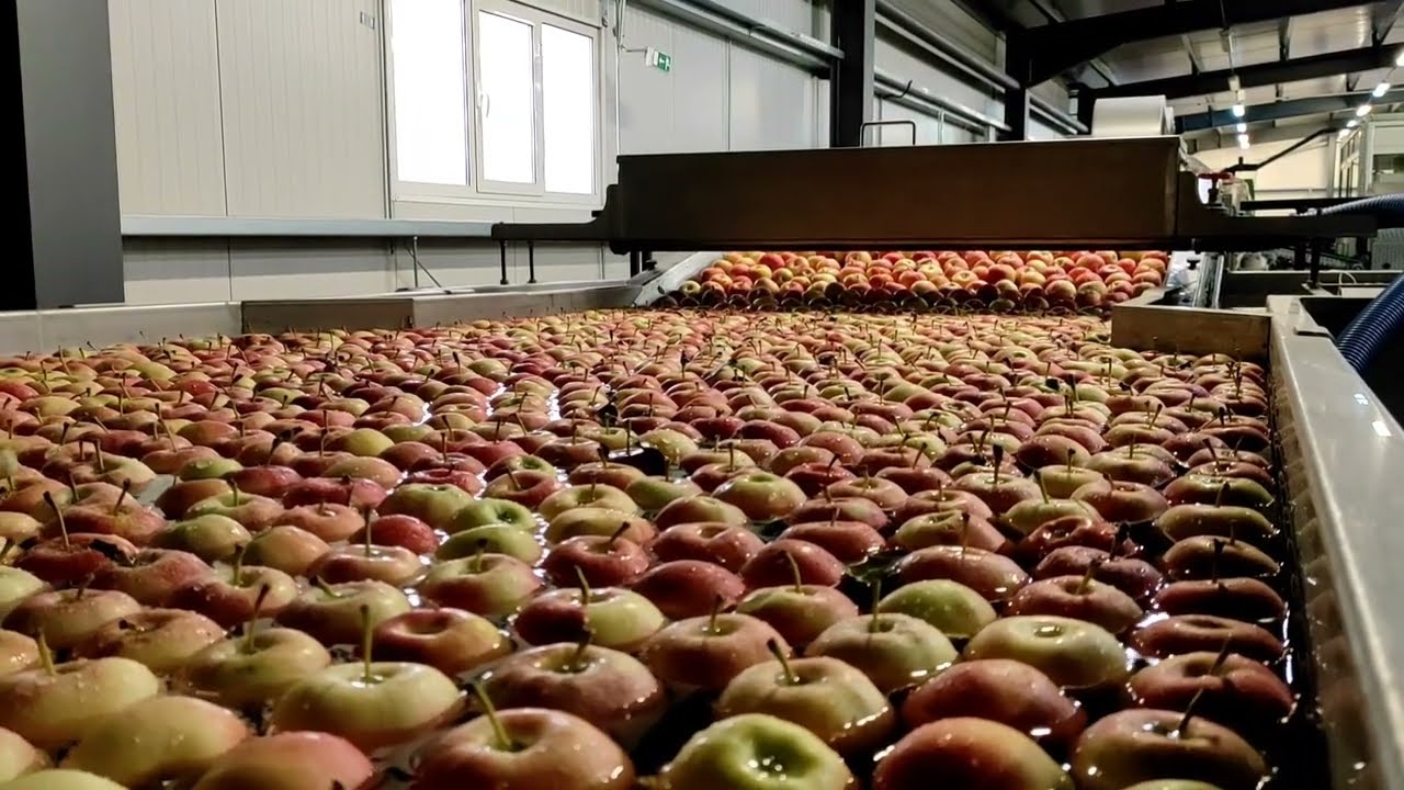 Apples sorting line - Geosort - Greefa