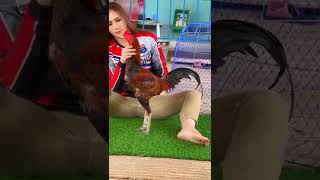 Download lagu AYAM PAMA IQ mp3