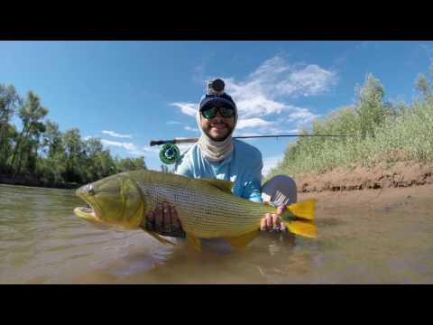 Dorado - Rio Juramento 2016