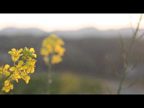 教養学科 「朧月夜」　歌：HAMORI-BE（はもりべ）