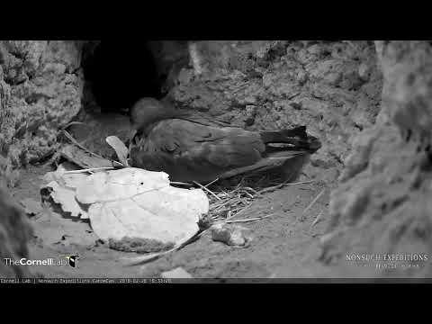Peeping From Within the Egg As Adult Repositions, Feb 28, 2018, Bermuda Cahow Cam