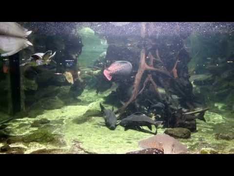 大型魚混泳水槽--South american tropical fish tank(南美洲巨型魚)