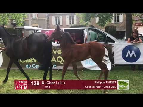 Sprinter Sacré Show 2018 : Lot 129 - N (Chez Lulu)