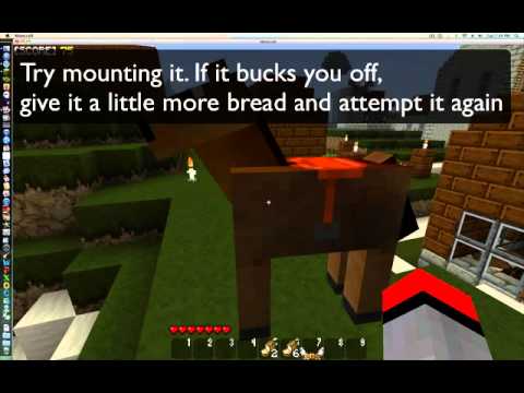 Yogbox: Horse Taming Tutorial