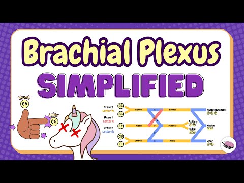 Brachial Plexus Anatomy Simplified | Draw with us! Mnemonics & Tricks [Part 1]