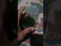 Unboxing Aquatic Plants Java Moss Coconut Cave Aqea Acurium Live Plants Viral Youtube Short Video