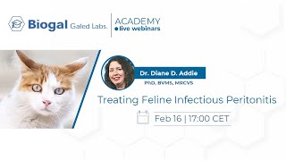 Treating Feline Infectious Peritonitis (FIP)