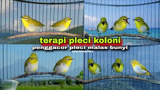 Download lagu Terapi Pleci Koloni || Suara Pleci Ribut Bersahutan || Bikin Pleci Bustomi Gacor mp3