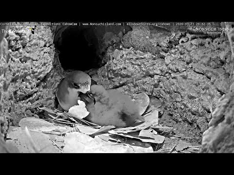 20.03.11 Live Endangered Bermuda Cahows - 餵食 Feeding time