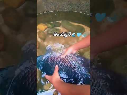 #fish #fitness #fishinglife #srination #trending #love #funny #cute #expression #pets #shootday #sho
