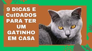 Vai Trazer um Gatinho Pá Casa? Então Veja Este Vídeo!