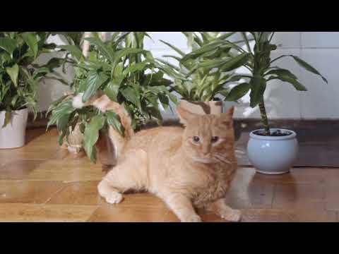 Cute cat ncs background music