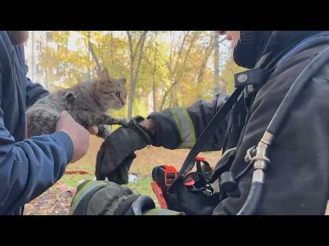 Двое мужчин в реанимации, котов спасли