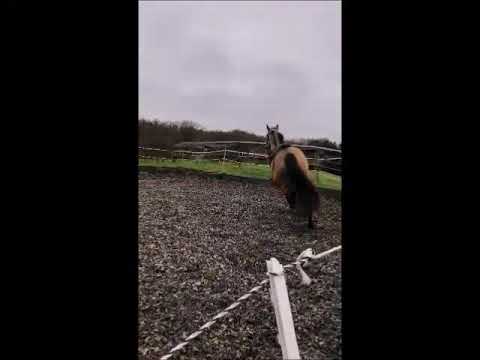 Quietschvergnügt, geb. 2018, Qaside - Stedinger - Zuidhorn - Purioso