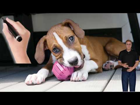 24 Problem-Solving Products Every Dog Owner Probably Needs