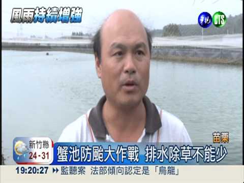 大閘蟹池防淹 養殖戶巡邏護心血