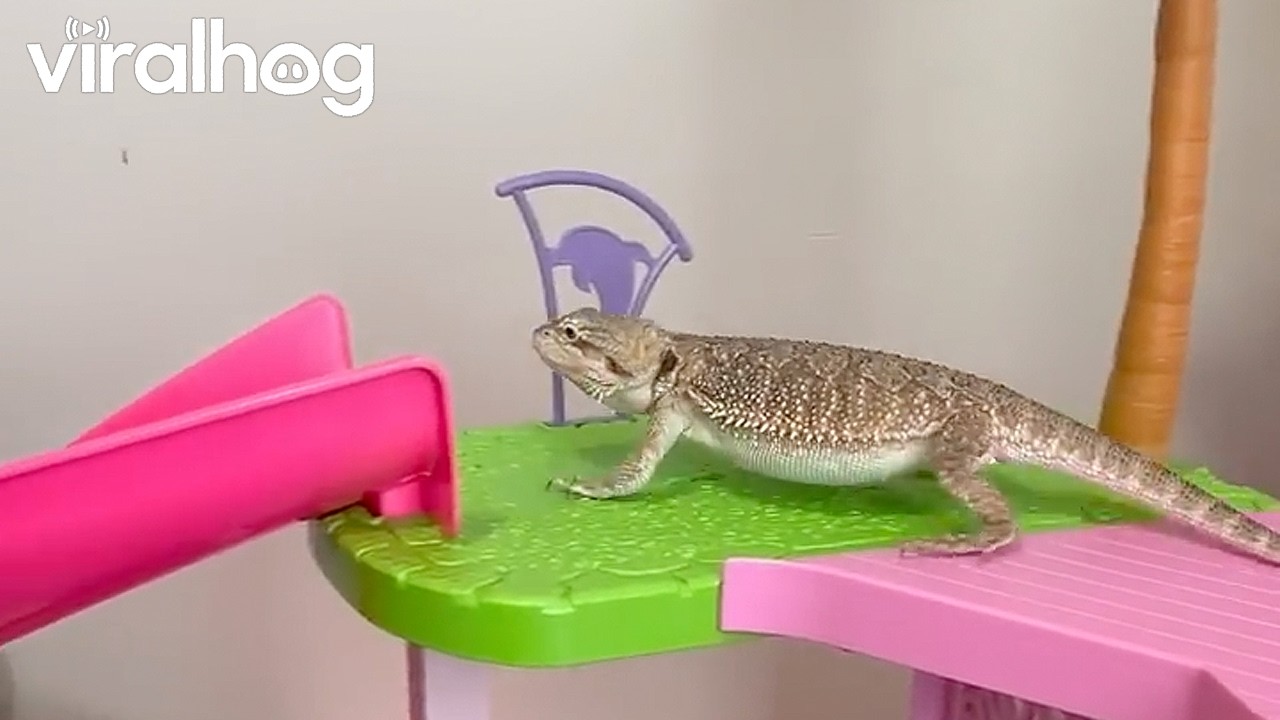 Bearded Dragon Loves the Barbie Dream House Slide || ViralHog