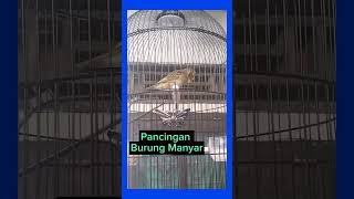 Download lagu Pancingan/Masteran Gacorr Untuk Burung Manyar Kepala Emas.!!! mp3 Download lagu Pancingan/Masteran Gacorr Untuk Burung Manyar Kepala Emas.!!! mp3