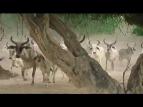 Manavhit Ki Karma Bhoomi Promo