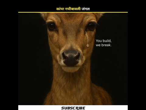 Hydrabad telangana forest good news #shorts