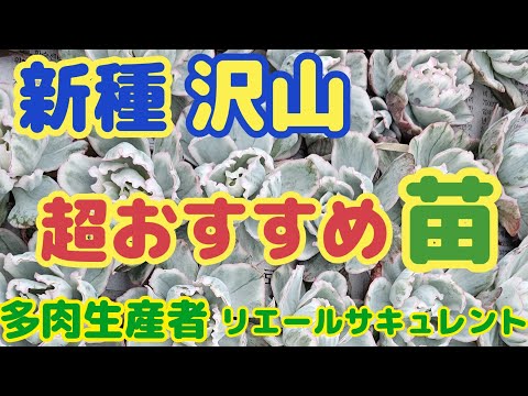 園芸 フェアリーベル、ゴールデンドロップ